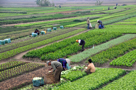 Chính sách hỗ trợ áp dụng Quy trình thực hành sản xuất nông nghiệp tốt trong nông nghiệp và thủy sản trên địa bàn tỉnh