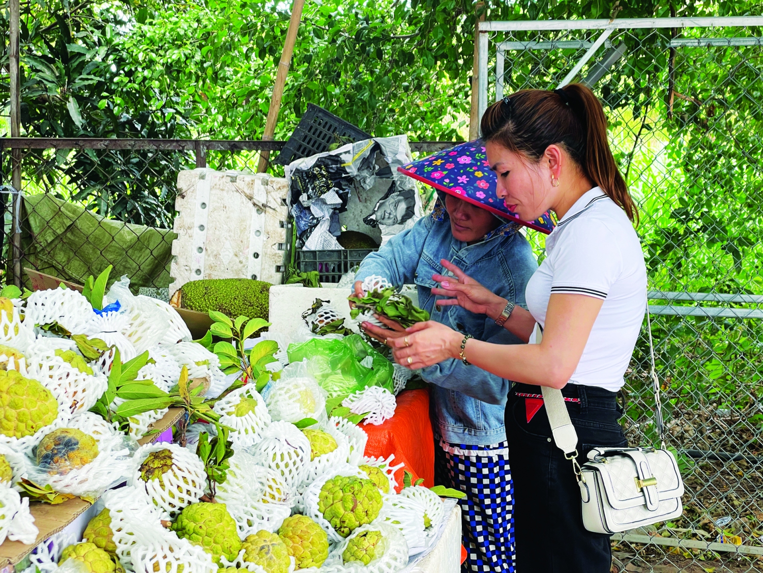 Du khách mua mãng cầu được bày bán dưới chân núi Bà Đen, đường Bời Lời, phường Ninh Sơn, thành phố Tây Ninh